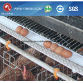 Broiler / Layer Chicken Cage für Geflügelfarm (A3L90)